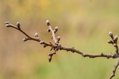 Low angle view of plant against blurred background