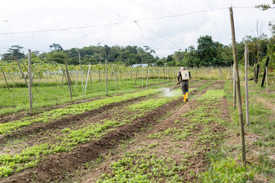 Rear view of man spraying fertilizers on crops at farm