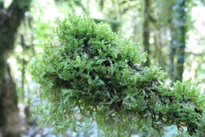 Close-up of tree branch
