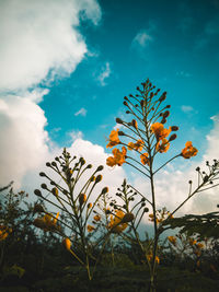 Low angle view of flowering plants against sky