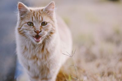 Close-up portrait of cat