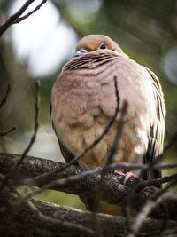 Close-up of bird perching on branch