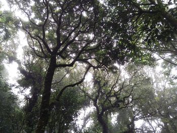 Low angle view of trees in forest