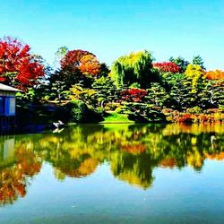 Reflection of trees in water