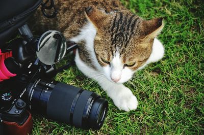 High angle view of cat with camera