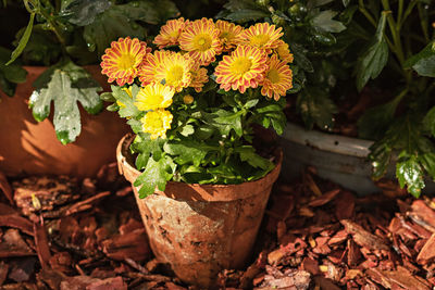 Orange chrysanthemums at the harvest exhibition. seasonal autumn flowers.