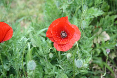 Close-up of wet red poppy blooming outdoors