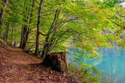 Trees in forest during autumn