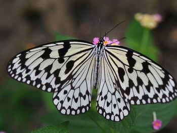 Close-up of butterfly on leaf