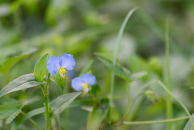 Close-up of flowers blooming outdoors