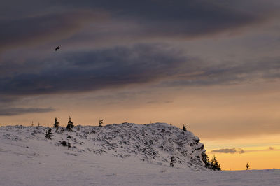 View of birds flying over snowcapped mountain against sky during sunset