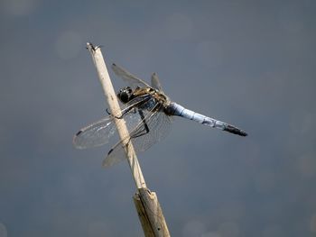 Close-up of dragonfly on wooden post against sky