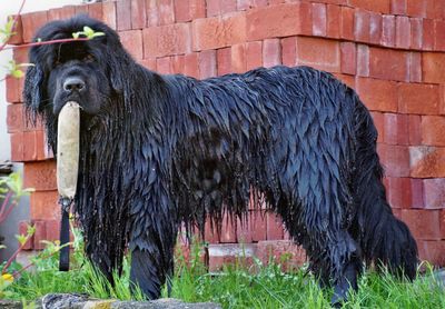 Portrait of newfoundland dog carrying fabric in mouth while standing against stack of bricks