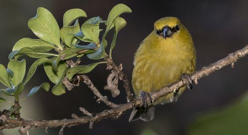 Close-up of bird perching on branch