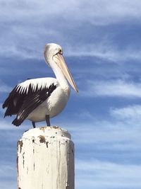 Low angle view of bird perching on wooden post against sky