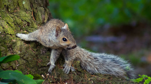 Close-up of squirrel on field