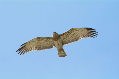 Low angle view of eagle flying against clear blue sky