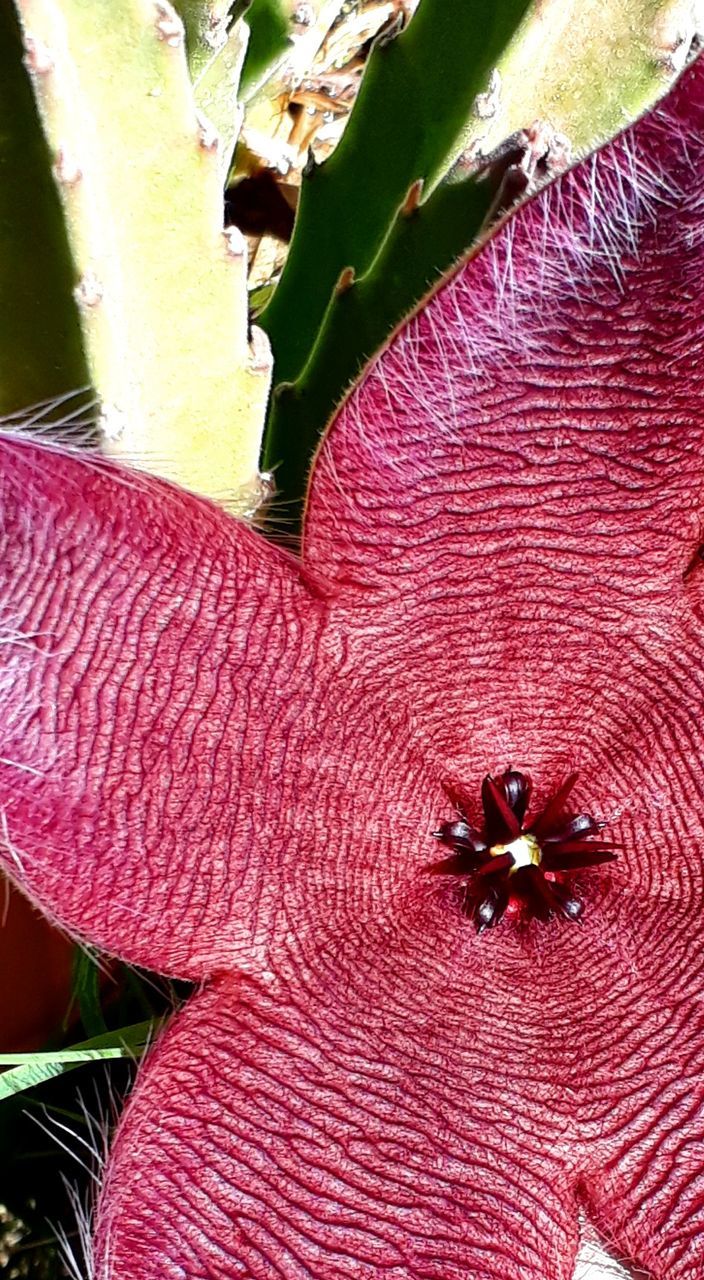 plant, close-up, pink color, flower, no people, growth, day, red, flowering plant, beauty in nature, nature, fragility, leaf, vulnerability, plant part, freshness, outdoors, petal, animals in the wild, invertebrate, flower head, purple