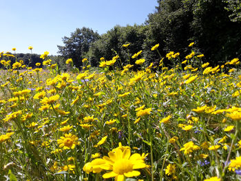 Close-up of yellow flowers blooming in field