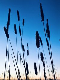 Low angle view of silhouette plants on field against blue sky