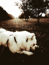 View of a dog resting on field