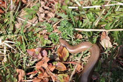 Close-up of lizard on dry leaves on field