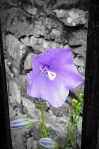 Close-up of purple flowers