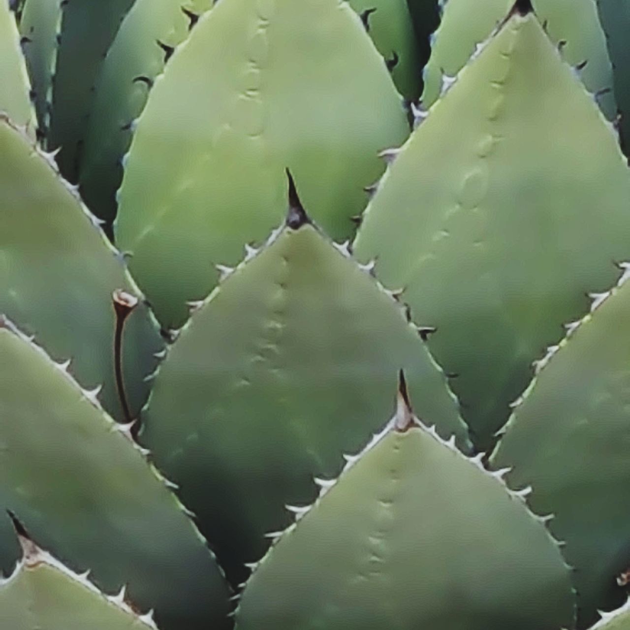 FULL FRAME SHOT OF CACTUS IN AUTUMN