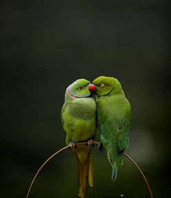 Kissing bird's pair of parrots 