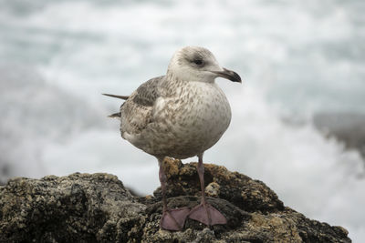 Close-up of bird perching on rock