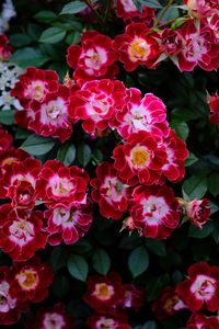 Close-up of pink flowers