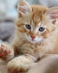 Close-up portrait of kitten