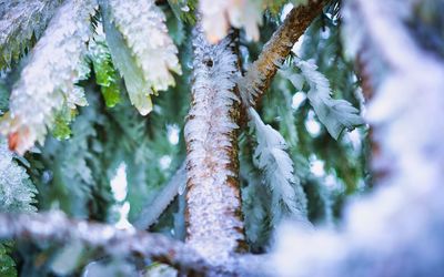 Close-up of frozen pine tree