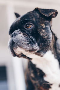 Close-up of a dog