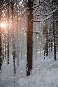 Trees in forest during winter