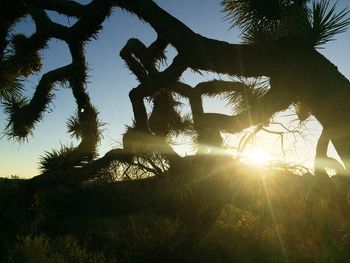 Sun shining through trees