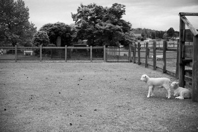 Dog on a field