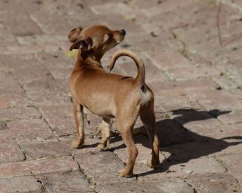 View of a dog standing outdoors