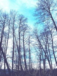 Low angle view of bare trees against sky