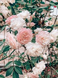 Close-up of roses on plant