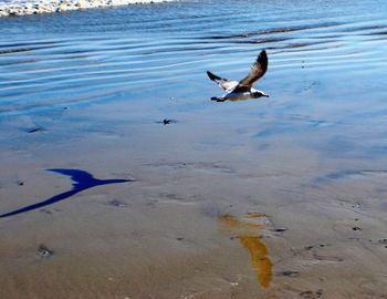 Birds in water