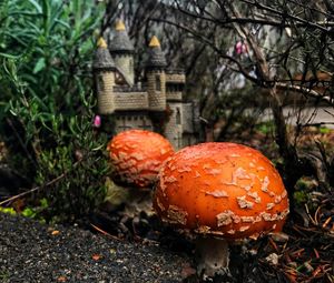 Close-up of fly agaric mushroom on field