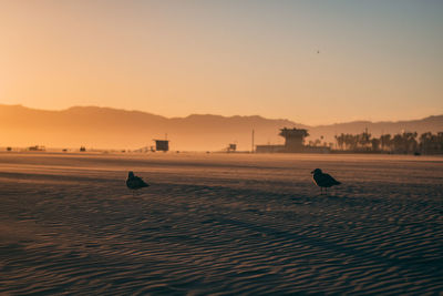 Silhouette of birds on beach against sky during sunset