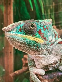 Close-up of a lizard