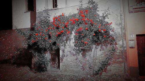 Red christmas tree on street by building