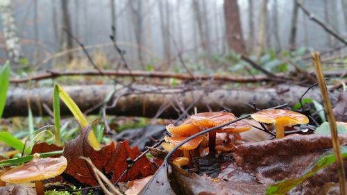 Wild mushrooms growing by leaves on field
