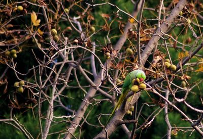 Close-up of bird perching on tree