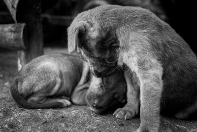 Monkeys with animal head