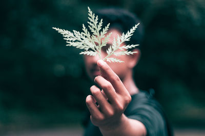 Close-up of hand holding plant