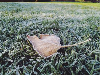 Close-up of dry maple leaves on land